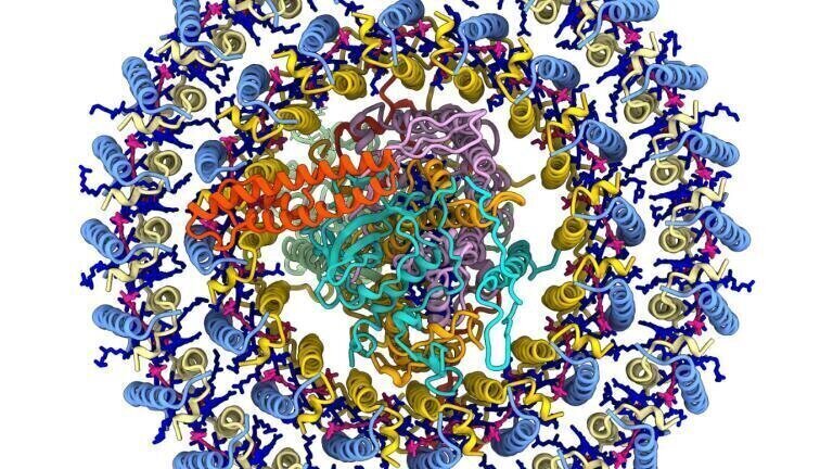 Photosynthetic complex from bacterium Gemmatimonas phototrophica – (courtesy: Dr. Tristan I. Croll, University of Cambridge, UK)