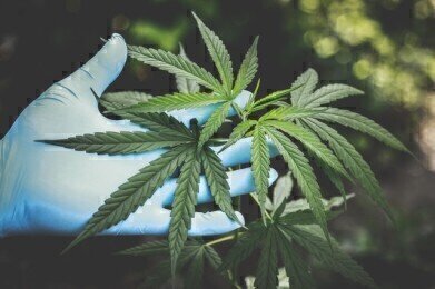 Medical Cannabis - Testing, Analysis & Identification
