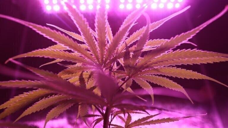 Why is Medical Cannabis Tested?
