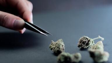 How Are Cannabis Samples Prepared for Testing?