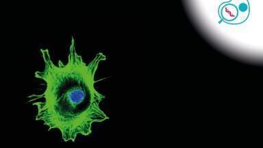Single Cell Sequencing Service for Oncology and Immunology