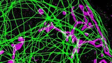 Optimised Antibody Labelling Kits for Super-Resolution Microscopy