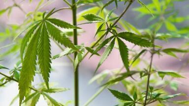 How Is Cannabis Tested for Pesticides?