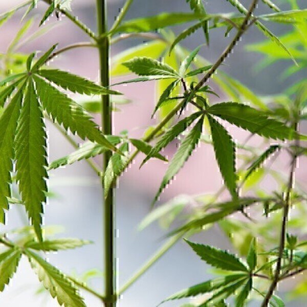 How Is Cannabis Tested for Pesticides? - Vimarsana News