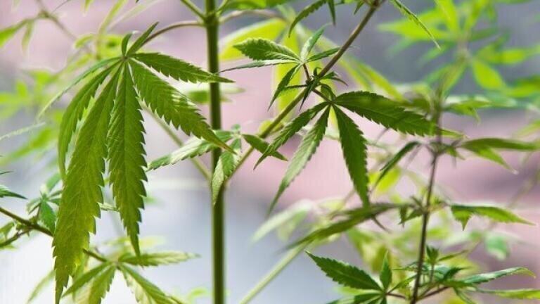 How Is Cannabis Tested for Pesticides?