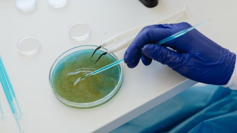 How Are Microorganisms and Mycotoxins Detected in Cannabis?