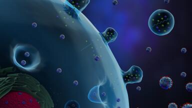 Isolation of High Purity Exosomes