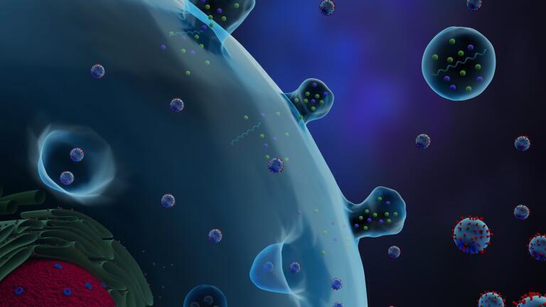 Isolation of High Purity Exosomes