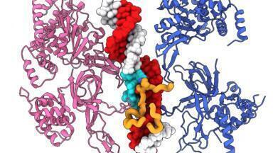 Crick Researchers make key DNA discovery