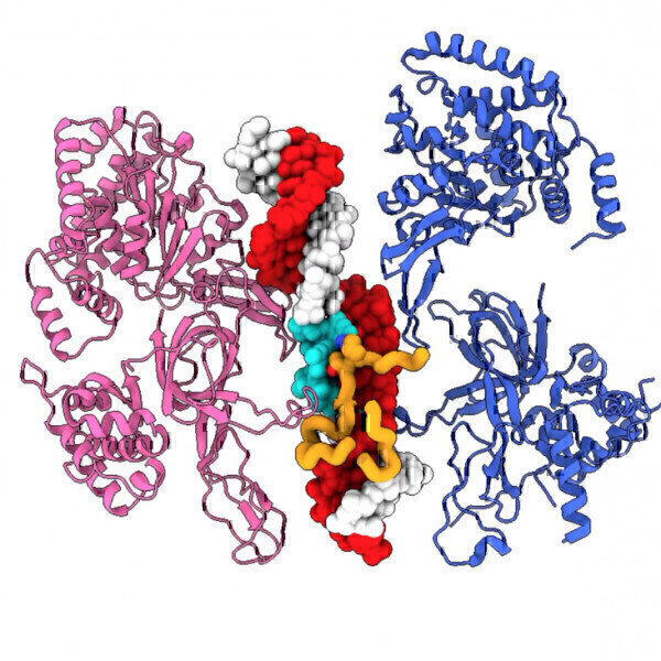 Crick Researchers make key DNA discovery - Vimarsana News