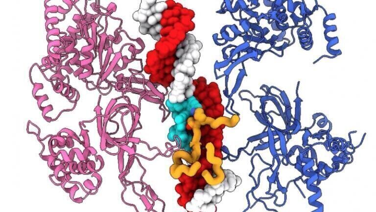 Crick Researchers make key DNA discovery
