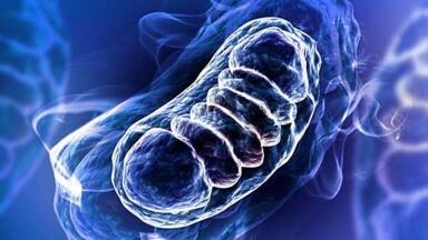 Assay Kits, Biomarkers and Antibodies Supporting Oxidative Stress Research