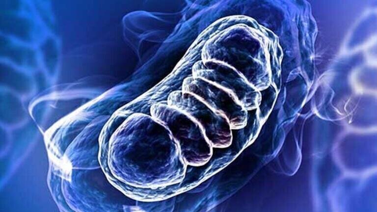 Assay Kits, Biomarkers and Antibodies Supporting Oxidative Stress Research