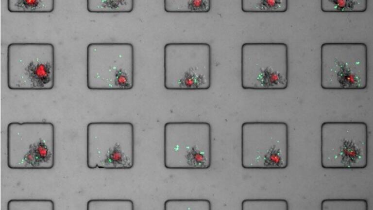 Hundreds of 3D tumour-stromal co-cultures can be screened for combination studies to assess the target selectivity and killing efficiency of CAR-T cells.