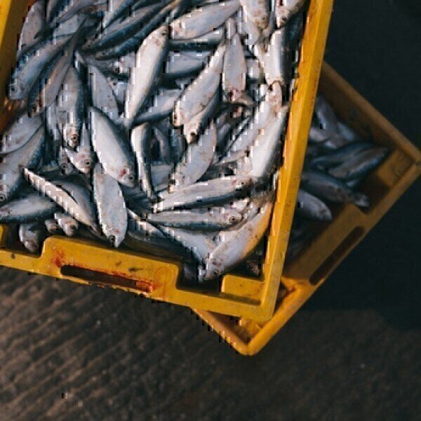 4 Types of Food Fraud - Vimarsana News