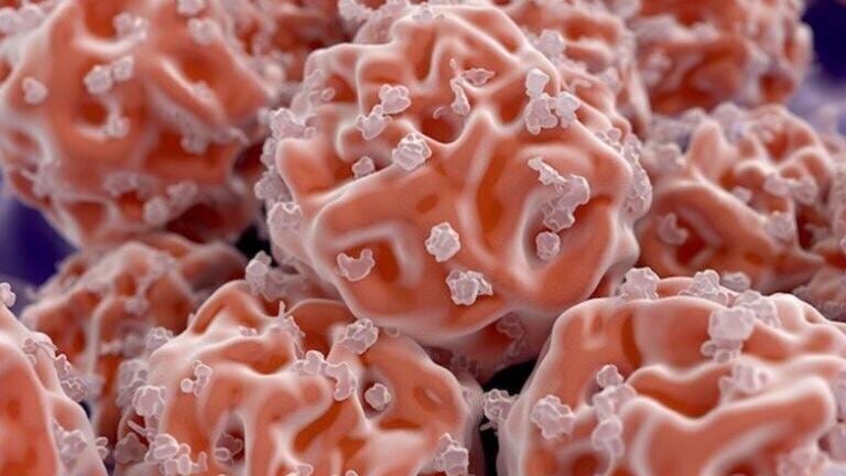 Culturing clinical grade iPSC’s with StemFit® Basic03.