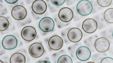 Why is Sanitation Important in the Laboratory?