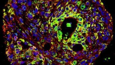GMP-compliant Products for Pre-clinical and ATMP Research