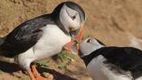 Feathered friends scoop top prizes in Royal Society of Biology Photography Competition