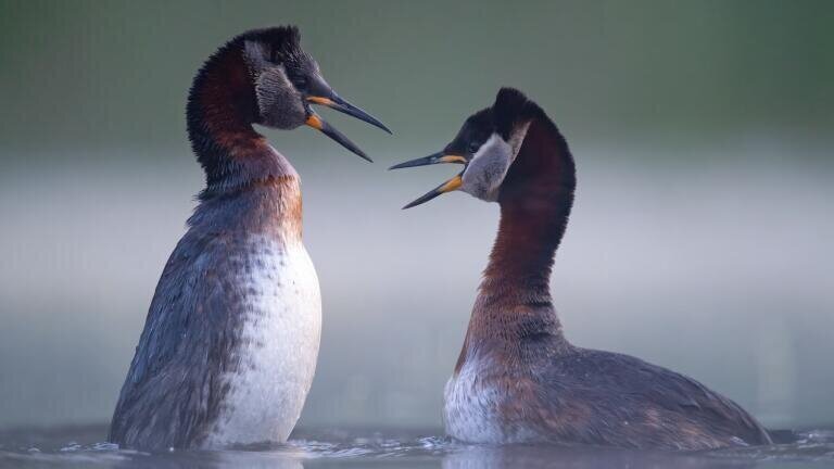 WINNER Photographer of  the Year: Talks at dawn - Agnieszka Florczyk.  Location: Barycz Valley, Poland Caption: Agnieszka took this photo at dawn on an overgrown pond in the Barycz valley, where grebes communicate vividly with each other by tooting, dancing and offering gifts in the form of aquatic plants. Equipment: Nikon D5 Nikkor f/2,8 400mm + TC 1,7 iso 2000 1/2500s f/4,8 680mm