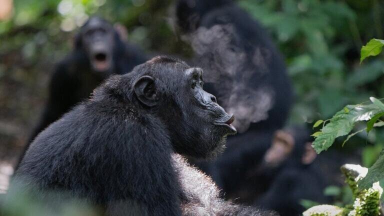 RUNNER-UP Photographer of the Year : Morning call - Adrian Soldati Location: Budongo, Uganda Caption: Adrian captured this image of the alpha male of a wild chimpanzee community who is producing a long distance vocalisation early in the morning to coordinate movements with the other group members that are scattered in the forest and out-of-sight. Equipment: I used a Nikon D500 camera with a Tamron SP 70-200 2.8 IS lens. The settings I used were 1/400 of a second, aperture f 2.8, ISO 5000, and 165 mm. I took the photograph in the Budongo Forest, in Uganda.
