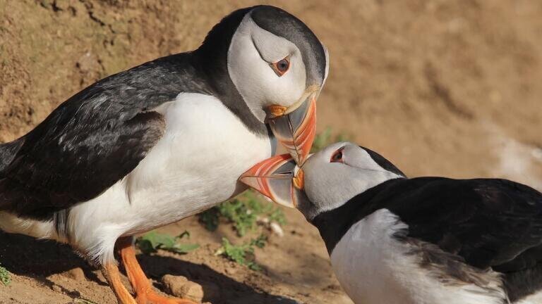 Feathered friends scoop top prizes in Royal Society of Biology Photography Competition