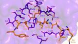 Critical Interaction reveals strength of SARS-CoV-2 Protein