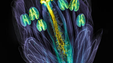 Global Imaging Competition – Entries open