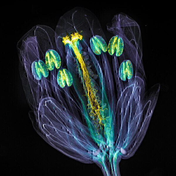 Global Imaging Competition – Entries open Labmate Online - Vimarsana News