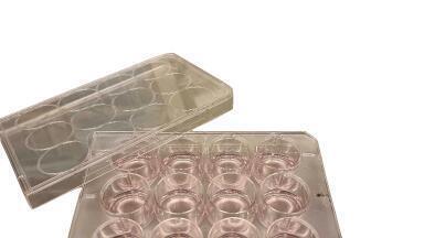 Thaw-and Use Pre-plated Cells