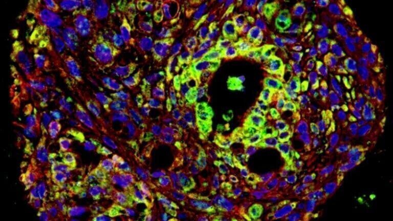 Organoid Cryopreservation Handbook
