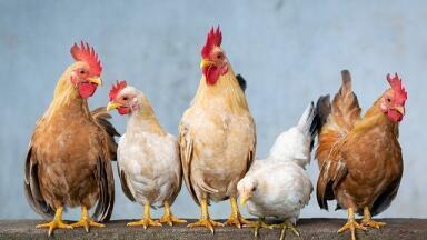 What's Happened to the UK's Zoonotic Research Site?