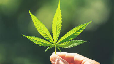 Certified Reference Materials for Cannabis Quality Testing