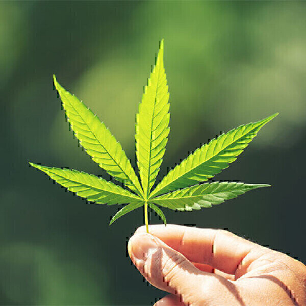 Certified Reference Materials for Cannabis Quality Testing - Vimarsana News