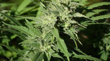Quality Control of Medical Cannabis in Less than 30 Seconds
