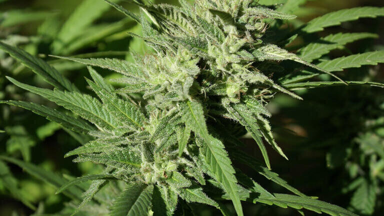 Quality Control of Medical Cannabis in Less than 30 Seconds
