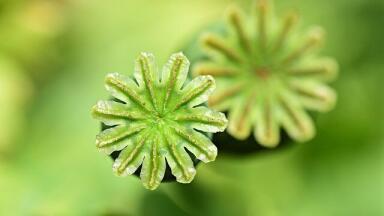What is the Purpose of Bioprocessing?