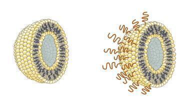 Polymer Protection for Safer Vaccine and Drug Delivery