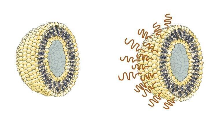 Polymer Protection for Safer Vaccine and Drug Delivery