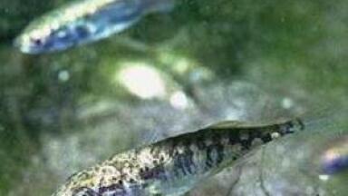 New Proficiency Test for Fish Analysis