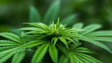 Rapid Quality Control of Medical Cannabis