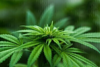 Rapid Quality Control of Medical Cannabis