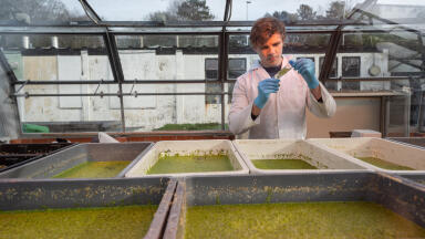 Native plant fuels Farmers Chance to utilise Waste for Feed