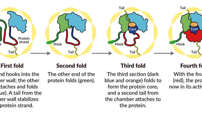 A SLAC-Stanford study revealed four intermediate steps in folding a human protein called tubulin, all directed by the inner walls of a cellular machine called TRiC (yellow). The process starts when a strand of tubulin enters the TRiC chamber. One end (green) hooks into the inner chamber wall; then the other end (light blue) attaches in another spot and folds, followed by the green end and two more folds of the middle sections (dark blue and red). The folding is directed by areas of electrostatic charge on the inner wall and by “tails” of protein dangling from the inner wall, which hold and stabilize the protein in the right configuration for the next step in folding. The protein core (dark blue) contains pockets (orange) where GTP, a molecule that stores and releases energy to power the cell’s work, plugs in. (Credit: Yanyan Zhao/Stanford University)