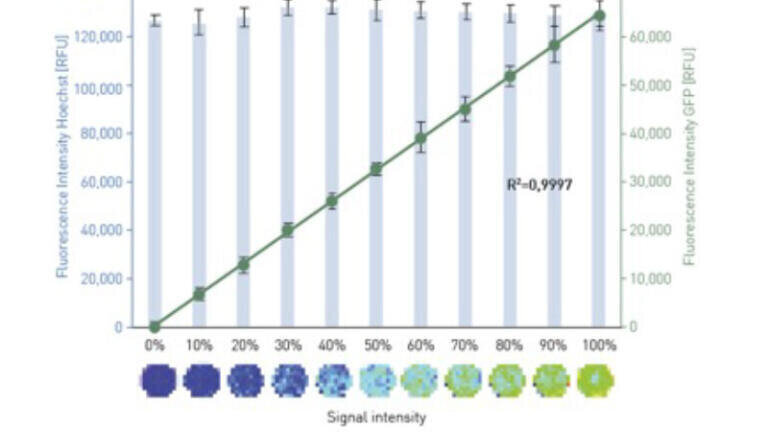 Measurement of ratios of WT-HeLa cells and GFP+ +-HeLa cells using VANTAstar’s bottom reading with matrix scanning feature.