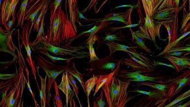 Cryopreserved Primary Human Cells