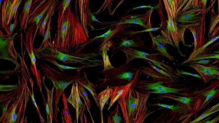 Cryopreserved Primary Human Cells