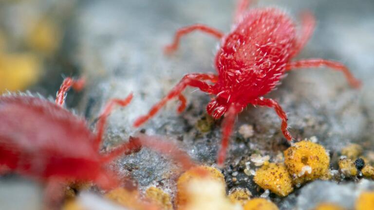 Red velvet mites accumulate carotenoids from pollen that give them their bright red colour.
Credit: Takamasa Memoto