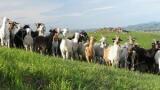 CVIM to accelerate Animal Vaccine Development
