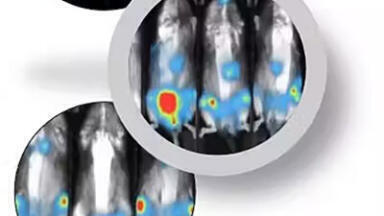 Utilising CDX Mouse Models for Preclinical Studies in AML Research
